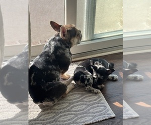 Mother of the French Bulldog puppies born on 03/18/2026