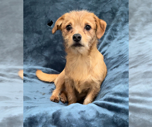 Chiweenie-Shih Tzu Mix Dog for Adoption in MAHWAH, New Jersey USA