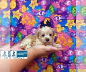 Schnoodle (Miniature) Puppy for sale in WINNSBORO, LA, USA