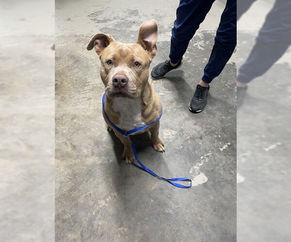 Medium Photo #1 American Staffordshire Terrier Puppy For Sale in Tallahassee, FL, USA