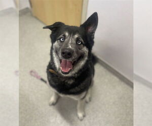 Siberian Husky-Unknown Mix Dogs for adoption in Fort Collins, CO, USA