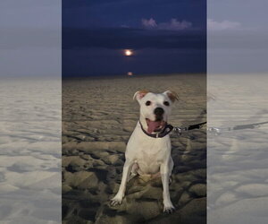 Zada - Female Mutt Dog for Adoption - Photo #5