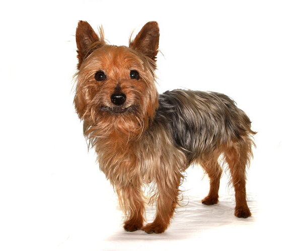 Medium Photo #4 Mutt Puppy For Sale in Oakland Park, FL, USA