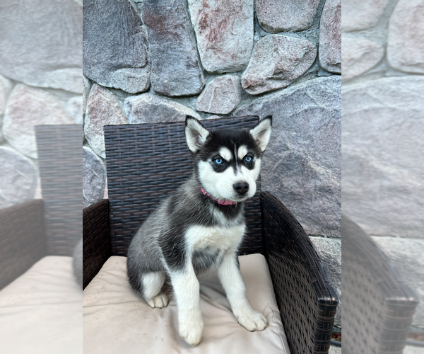 Medium Photo #3 Siberian Husky Puppy For Sale in EAST HERKIMER, NY, USA