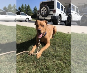 Vizsla Mix Dog for Adoption in SENOIA, Georgia USA