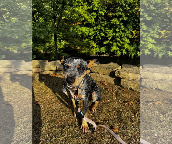 Medium Photo #10 Mutt Puppy For Sale in Garden City, NY, USA