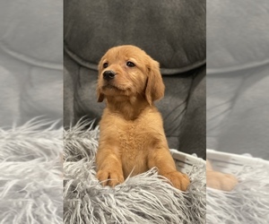 Golden Retriever Puppy for sale in VALLEJO, CA, USA