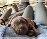 Small Photo #22 Labrador Retriever Puppy For Sale in WARNER ROBINS, GA, USA