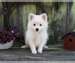 Pomeranian Puppy for sale in SUGARCREEK, OH, USA