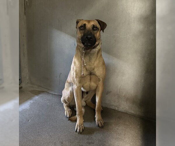 Medium Photo #1 German Shepherd Dog Puppy For Sale in San Bernardino, CA, USA