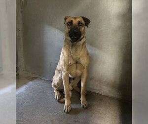 German Shepherd Dog Dogs for adoption in San Bernardino, CA, USA