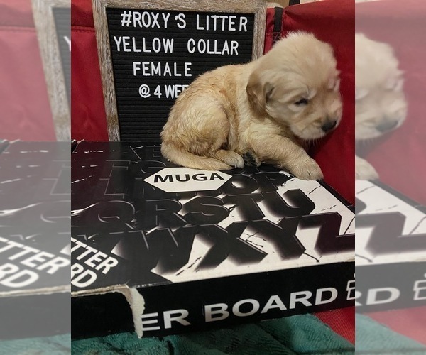 Medium Photo #4 Golden Retriever Puppy For Sale in SAN BERNARDINO, CA, USA