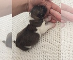 Small Photo #20 Akita Puppy For Sale in STRAFFORD, MO, USA