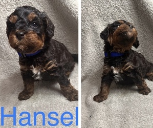 Cavapoo Puppy for sale in SIMPSONVILLE, SC, USA