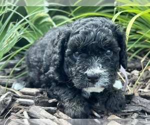 Bernedoodle (Miniature) Puppy for Sale in COUNCIL BLUFFS, Iowa USA