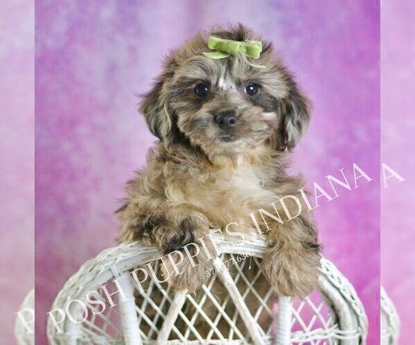Medium Photo #36 Yorkipoo Puppy For Sale in WARSAW, IN, USA