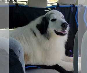 Father of the Great Bernese puppies born on 02/17/2026