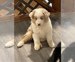 Small Australian Shepherd