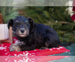 Puppy 6 Mutt-Schnauzer (Miniature) Mix