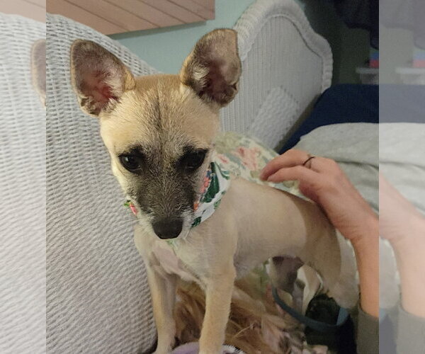 Medium Photo #1 Chihuahua-Unknown Mix Puppy For Sale in Oakland Park, FL, USA