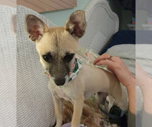 Chihuahua-Unknown Mix Dogs for adoption in Oakland Park, FL, USA