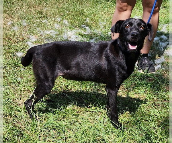Medium Photo #3 American Pit Bull Terrier-Unknown Mix Puppy For Sale in Wetumpka, AL, USA
