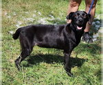 Small #2 American Pit Bull Terrier Mix