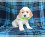 Small #5 Cocker Spaniel