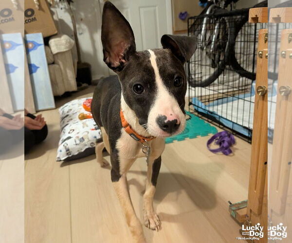 Medium Photo #4 Beagle-Unknown Mix Puppy For Sale in Washington, DC, USA