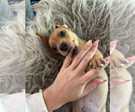 Small #11 Dachshund