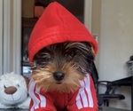 Puppy Puppy 2 Yorkshire Terrier