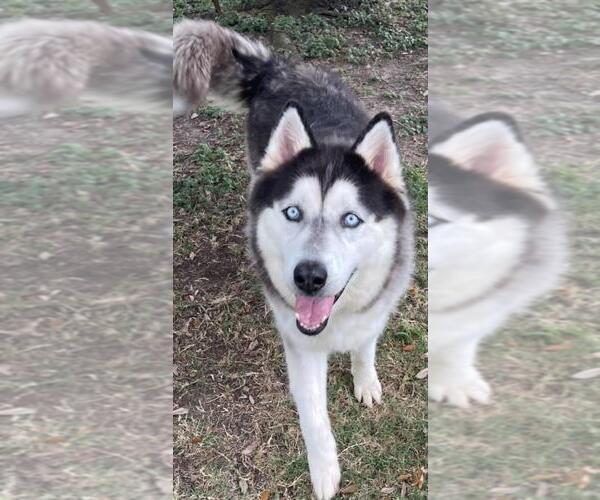 Medium Photo #2 Alaskan Malamute Puppy For Sale in Texas City, TX, USA