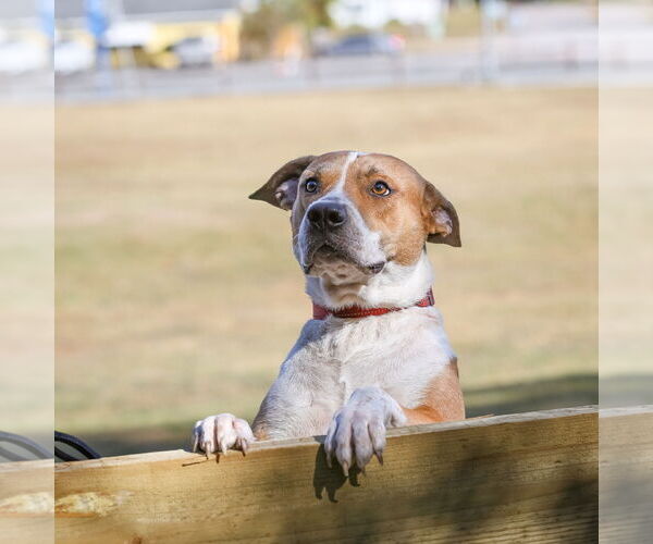 Medium Photo #7 Mutt Puppy For Sale in  Gainesville, FL, USA