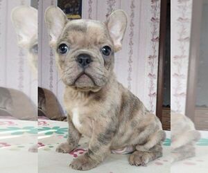 French Bulldog Puppy for sale in RIVERSIDE, CA, USA