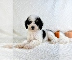 Small Miniature Bernedoodle