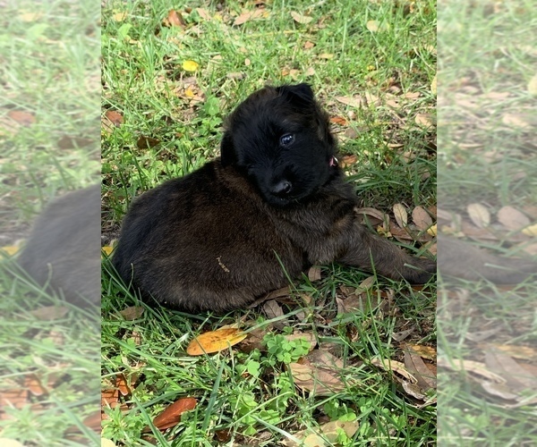Medium Photo #7 Belgian Malinois Puppy For Sale in MULBERRY, FL, USA
