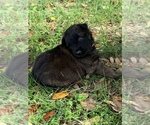 Small Photo #7 Belgian Malinois Puppy For Sale in MULBERRY, FL, USA
