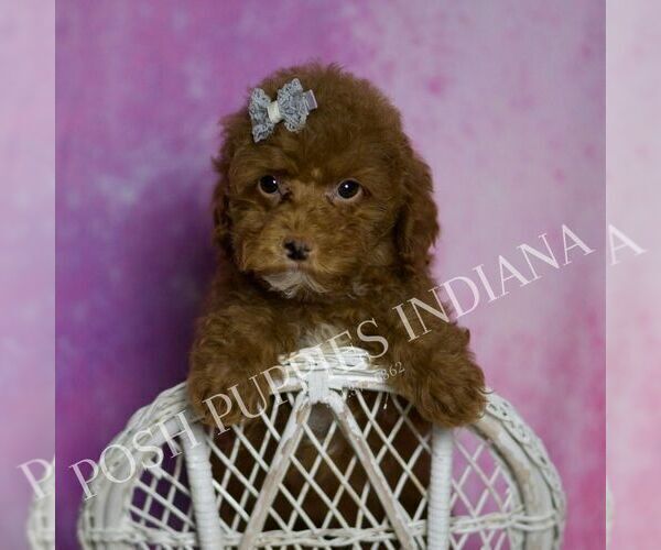 Medium Photo #3 Maltipoo (Miniature) Puppy For Sale in WARSAW, IN, USA