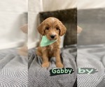 Puppy 8 Goldendoodle