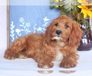 Cavapoo Puppy for sale in DENVER, PA, USA