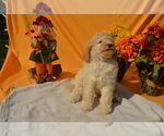 Small Photo #9 Poodle (Standard) Puppy For Sale in COVINGTON, GA, USA
