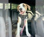Small #30 Labrador Retriever Mix