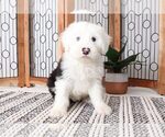 Small Photo #3 Old English Sheepdog Puppy For Sale in NAPLES, FL, USA
