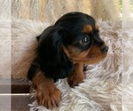 Small Photo #5 Cavalier King Charles Spaniel Puppy For Sale in ORRTANNA, PA, USA