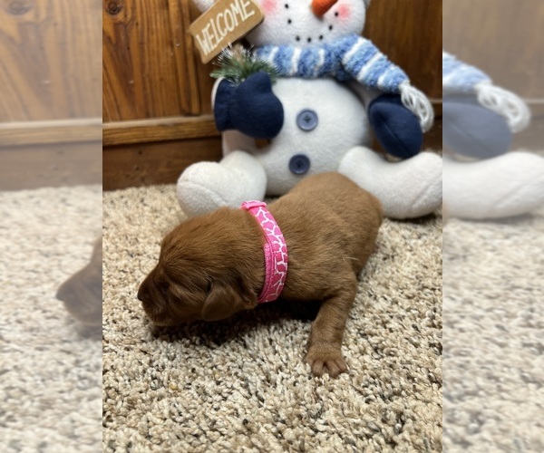 Medium Photo #15 Labrador Retriever Puppy For Sale in NEOLA, WV, USA