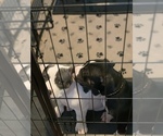 Small Photo #12 American Bully Puppy For Sale in EVERETT, WA, USA