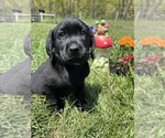 Small #5 Labrador Retriever