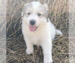 Great Pyrenees Puppy for sale in BRIGHTON, IA, USA