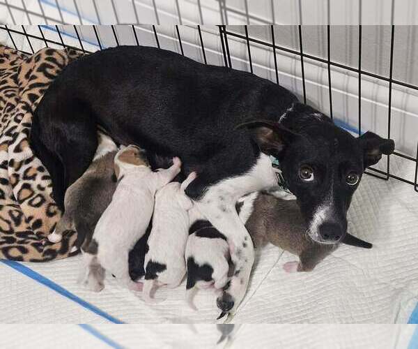 Medium Photo #3 Chihuahua-Unknown Mix Puppy For Sale in Lakewood, CO, USA