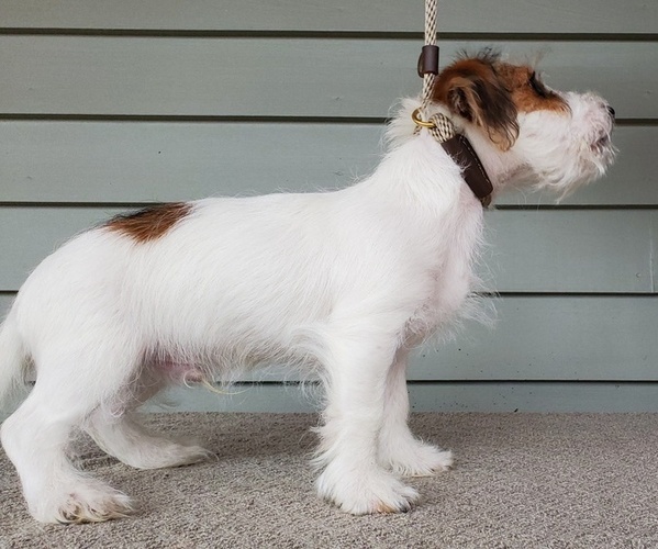 Medium Photo #2 Jack Russell Terrier Puppy For Sale in CHAPEL HILL, NC, USA